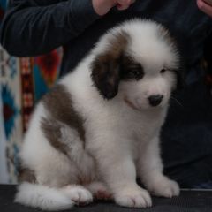 Pringle - White male Tornjak puppy in Albright, West Virginia from Pine Spring Farm