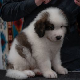 Pringle - White male Tornjak puppy in Albright, West Virginia from Pine Spring Farm