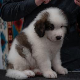 Pringle - White male Tornjak puppy in Albright, West Virginia from Pine Spring Farm