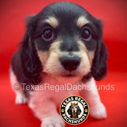 Pumpkin Pie 2500 - Cream male Dachshund puppy in Houston, Texas from Texas Regal Dachshunds LLC