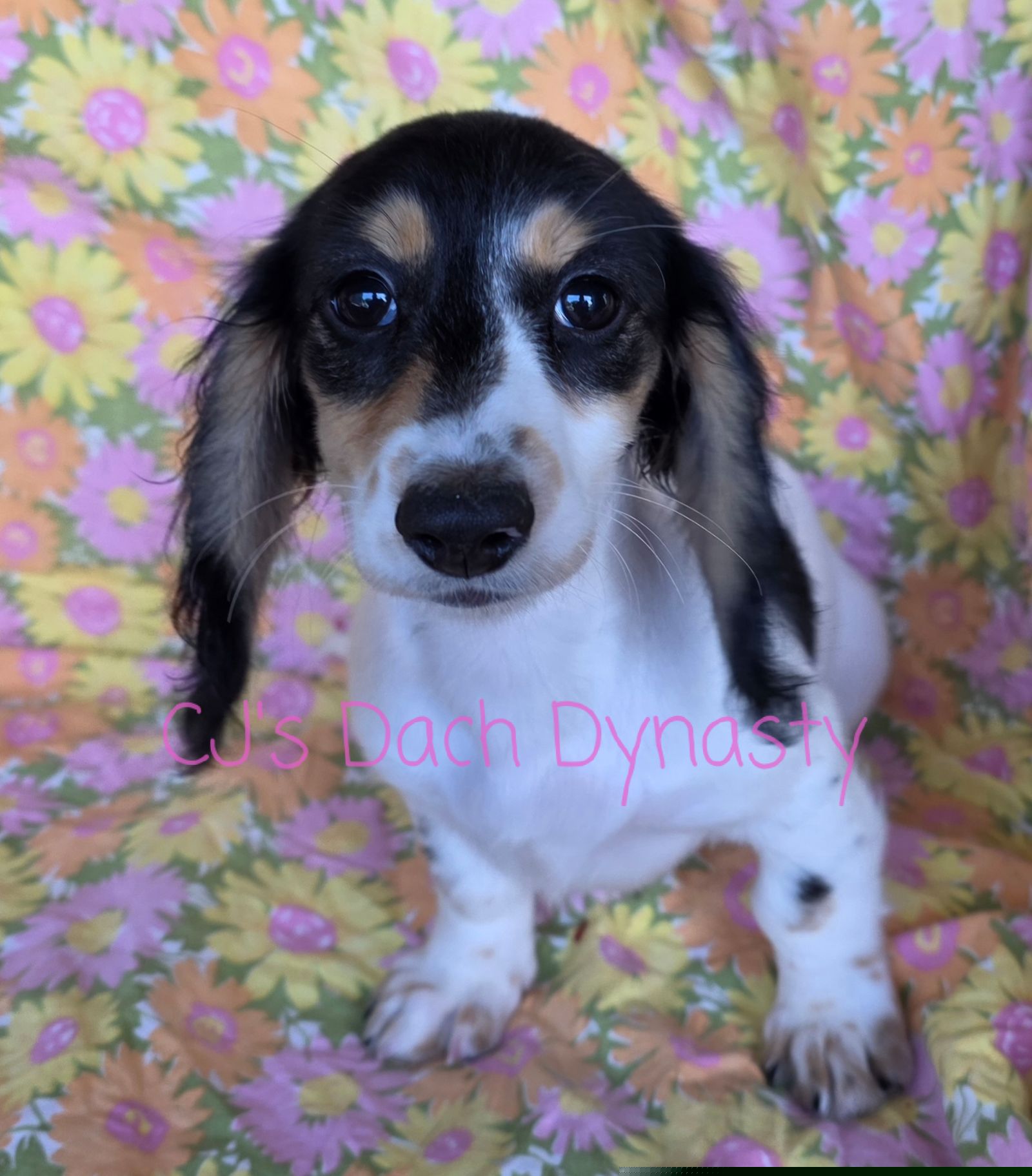 EMILY 3200 - Black and cream female Dachshund puppy in Gatesville, Texas from CJ's Dach Dynasty