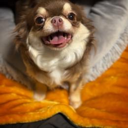 Bunny - Chihuahua