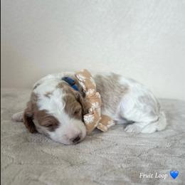 Fruit Loop - Parti male Goldendoodle puppy in Crothersville, Indiana from Wischmeier’s Doodles