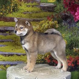 Teddi - Sesame female Shiba Inu puppy in Newberry, Michigan from Day Dream Akita & Shiba Inu