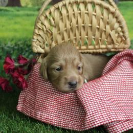 Carter - Cream male Dachshund puppy in Pace, Florida from Shoebox Doxie’s