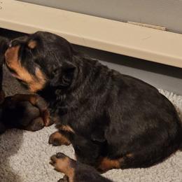 Barbie Vom Hause Pragacz aka futere Champ - Black and mahogany female Rottweiler puppy in Bartonsville, Pennsylvania from Karol's Rottweilers
