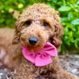 Cinny - Goldendoodle
