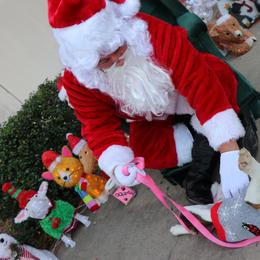 Bulldog Puppies from Bulldogzilla Breeders