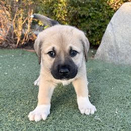 Anatolian Shepherd Dog Puppies from WanderDogs.Co
