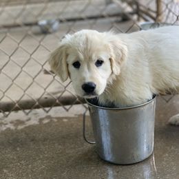 Golden Retriever Puppies from Able Creek Kennels