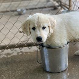 Golden Retriever Puppies from Able Creek Kennels