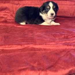 Miniature Australian Shepherd and Toy Australian Shepherd Puppies from Rockin J Lil Aussies