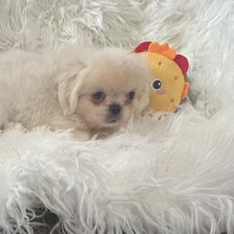 Spink - Cream male Pekingese puppy in Philadelphia, Pennsylvania from Pekingese pups