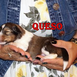 Queso - Mahogany sable boy - Sable and white male Shetland Sheepdog puppy in Frazeysburg, Ohio from Mountain High Kennels