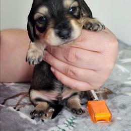 Cream sable male 1 (Orange) - Sable male Dachshund puppy in Belle Rive, Illinois from Akin's Miniature Dachshunds, LLC