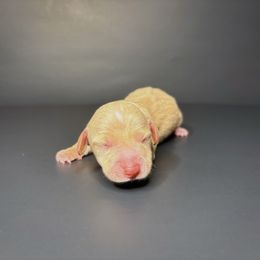 Holly - Cream female Dachshund puppy in Lumber City, Georgia from CarolinaDachshunds