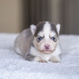 Strawberry - Blue female Pomsky puppy in Bellevue, Washington from The Pomsky Garden