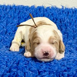 Brown Collar - Apricot male Australian Labradoodle puppy in Coeur D'alene, Idaho from Lake City Labradoodles