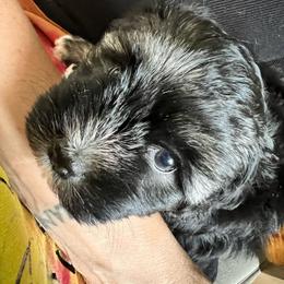 White Socks - Black and silver male Lowchen puppy in Grass Valley, California from Potrero Lowchen