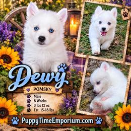 Dewy - 1800 - White male Pomsky puppy in Spring Hill, Florida from www.PuppyTimeEmporium.com