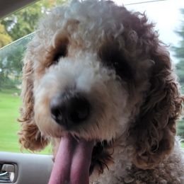 Jack - Poodle
