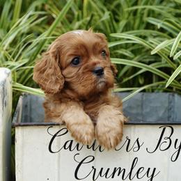 Storm - Ruby male Cavalier King Charles Spaniel puppy in Lula, Georgia from Cavaliers by Crumley