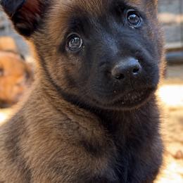 Energetic Sable Male - Fawn sable male Belgian Malinois puppy in Dallas, Texas from Kaizen Ruach Malinois