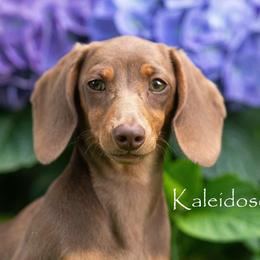 Dachshunds and Whippets from Kaleidosope Dachshunds and Whippets