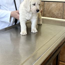 Golden Retriever Puppies from Avalon English Retrievers