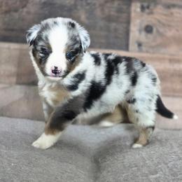 C - Blue merle male Miniature Australian Shepherd puppy in Killen, Alabama from Wilkers Wholehearted Mini Aussies