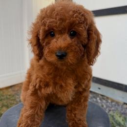 Emmy - Red  female Goldendoodle puppy in South Jordan, Utah from Wasatch Pup