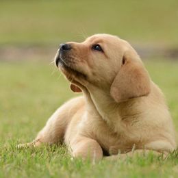 Labrador Retriever Puppies from Avery Labradors