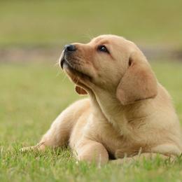 Labrador Retriever Puppies from Avery Labradors