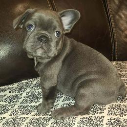 Sapphire - Blue female French Bulldog puppy in Graham, Washington from Kristy's French Bulldogs & Mini Schnauzers