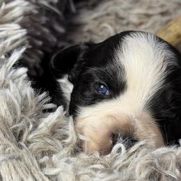 Black bi - Black & white male Miniature Australian Shepherd puppy in Helmville, Montana from CKO Country Road Aussies