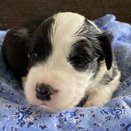 Old English Sheepdogs from Outlaws Run