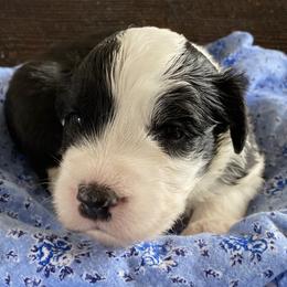 Old English Sheepdogs from Outlaws Run