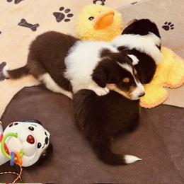 Boy 2 - male Scottish Collie puppy in Newcastle, Wyoming from Sundance Scottish-Colleys