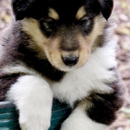 Collies from Deer Hill Collies