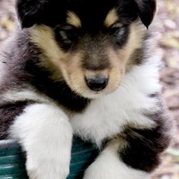 Collies from Deer Hill Collies