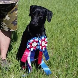Labrador Retrievers from A List Retrievers