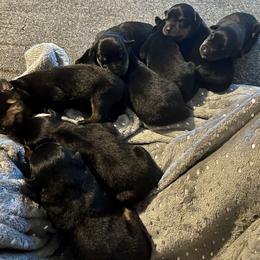 Rottweiler Puppies from Vom Arnold-Hause Rottweilers