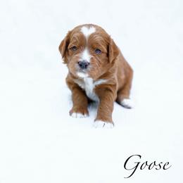 Goose - Red  male Goldendoodle puppy in Boise, Idaho from Goldendoodle Baby