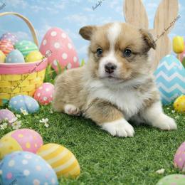 Frankie - Red male Pembroke Welsh Corgi puppy in Charleroi, Pennsylvania from Twilight Hollow Corgis