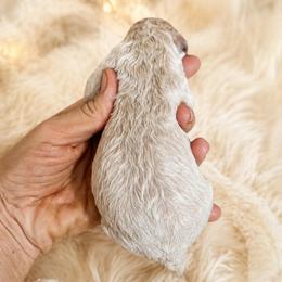 Beau - Cream male Goldendoodle puppy in Millville, California from Hope Lane Kennels