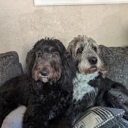 Aussiedoodle All Grown Up from Pawsitively Doodles
