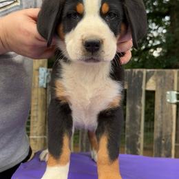 Black Collar Boy - Black, white and red male Greater Swiss Mountain Dog puppy in Knoxville, Maryland from Dahlgren Swissys