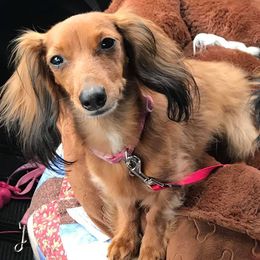 Dachshunds from Michelle Walgren's Dachshunds