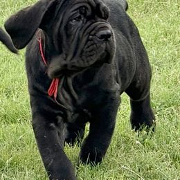 Tara - Black female Neapolitan Mastiff puppy in Canyon, Texas from Mastini Della Forte