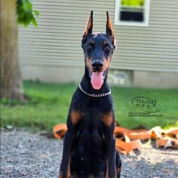 Marley - Black and rust female Doberman Pinscher puppy in China Township, Michigan from Snell's Superior Kennel Dobermann & GSP